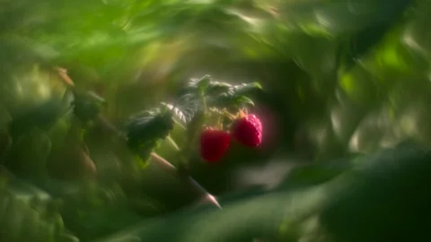 Red fresh raspberry berries on bushes close up with soft focus Stock Footage 315245216