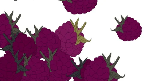 Red fresh raspberry falling. Background animation. Stock Footage 153713999