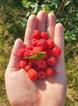 Red, fresh raspberry in hand Stock Photos
