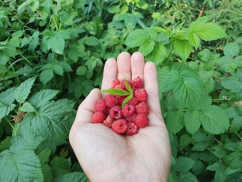 Red, fresh raspberry in hand Stock Photos