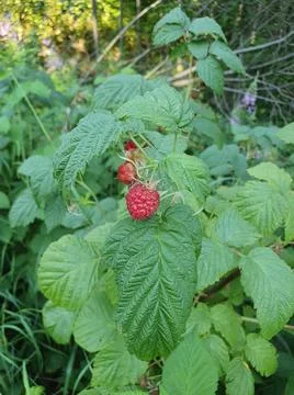 Red, fresh raspberry Stock Photos