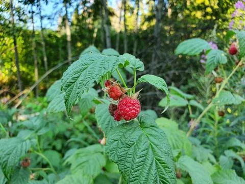 Red, fresh raspberry Stock Photos