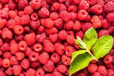 Red fresh ripe raspberry background. Summer concept. Stock Photos