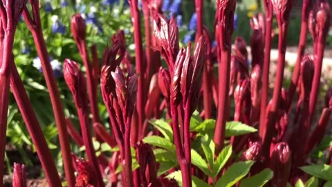 Red fresh stems of peonies stretch in the spring sun Stock Footage 275818721