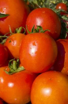 Red fresh tomatoes Stock Photos