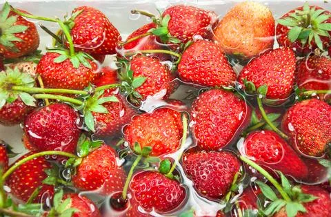 Red freshly Strawberry inside cold water, sweet spring strawberries closeup.. 写真素材