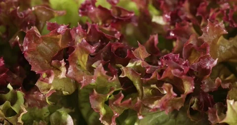 Red frilly lettuce. Close up. Smooth movement. Stock Footage 243912751
