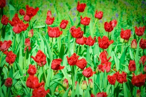 Red fringed flowers Stock Photos