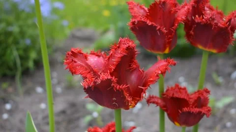 Red fringed tulips Stock Footage 138939561