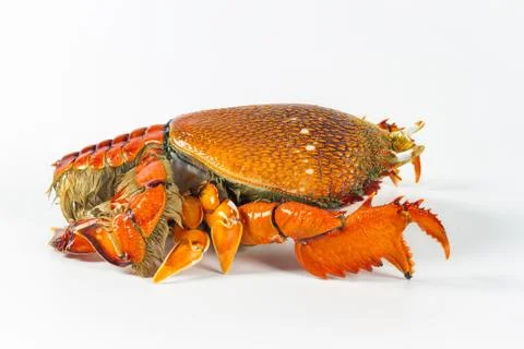 Red frog crab or Spanner crab (Ranina ranina) isolate on white background Stock Photos