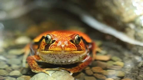 Red Frog Sitting in Water on Rocks Stock Footage 52670089