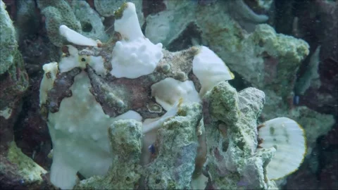 A red frogfish or anglerfish is floating underwater Video stock 155151190