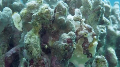 A red frogfish or anglerfish is floating underwater 스톡 동영상 155151201