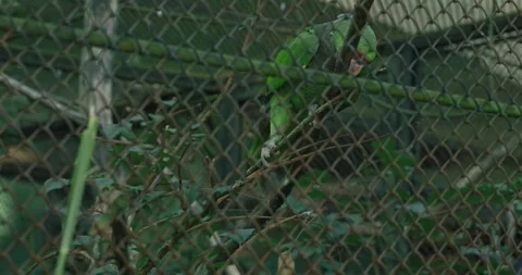 Red fronted Amazon parrot perched on a branch inside an enclosure 스톡 동영상 280988489