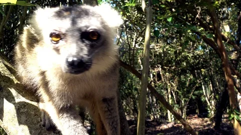 Red Fronted Brown Lemur ( Eulemur rufifrons ). Madagascar, Close up 4K Vídeos de archivo 125894805