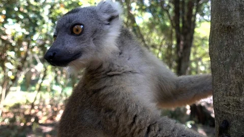Red Fronted Brown Lemur ( Eulemur rufifrons ). Madagascar, Close up 4K Vídeos de archivo 125896707