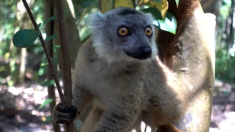Red Fronted Brown Lemur ( Eulemur rufifrons ). Madagascar, Close up 4K Vidéo 125897343