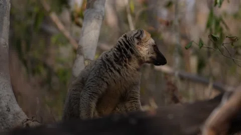 Red-fronted brown Lemurs, Eulemur fulvus rufus, smal monkey in Kirindi Forest, e 動画素材 220256931