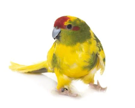 Red-fronted Kakariki parakeet Stock Photos