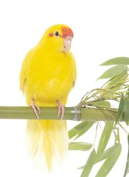 Red-fronted Kakariki parakeet Foto stock