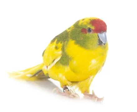 Red-fronted Kakariki parakeet Foto stock