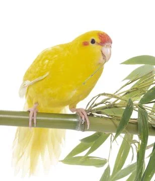 Red-fronted Kakariki parakeet Foto stock