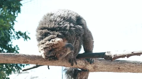 Red-fronted lemur with a long beautiful tail. Animal of Madagascar, Africa. Stock Footage 236494983