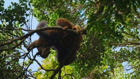 Red Fronted Lemurs in Tree Stock Footage 88567461