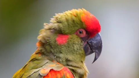 Red-fronted Macaw (Ara rubrogenys) Close Up Video stock 115668238