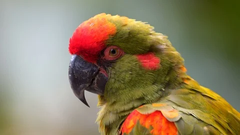 Red-fronted Macaw (Ara rubrogenys) Close Up Stock Footage 115668339