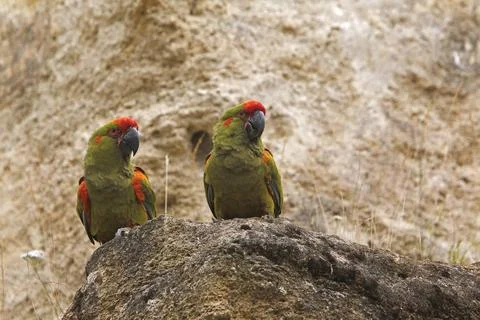 Red-fronted Macaw, ara rubrogenys, Pair standing on Rocks Stock Photos