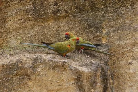 Red-fronted Macaw, ara rubrogenys, Pair standing on Rocks Stock Photos