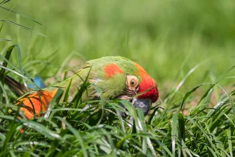 Red-fronted macaw Stock Photos
