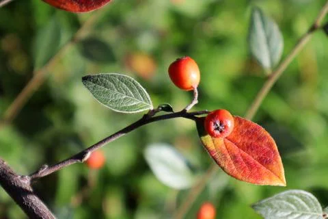 Red fruit and leaves of 'Cotoneaster'. Tbilisi botanical garden. Stock Photos