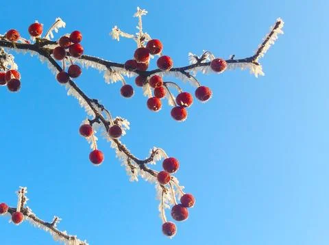 Red fruit berries on a tree branch without leaves in the snow white frost a.. Stock Photos