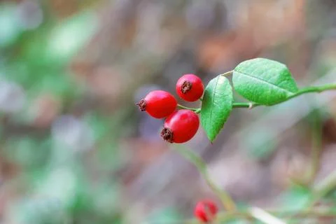 Red fruit on the branch of Rosa multiflora or Japanese rose or rambler rose.. Stock Photos