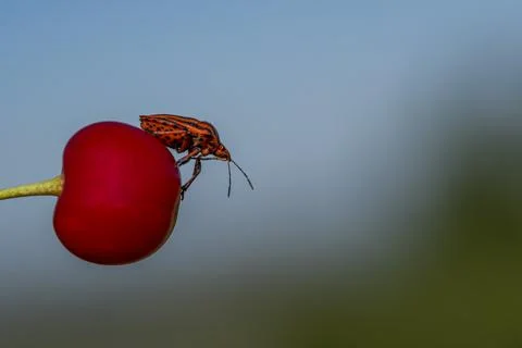 A red fruit with a bug on top of it Stock-Fotos