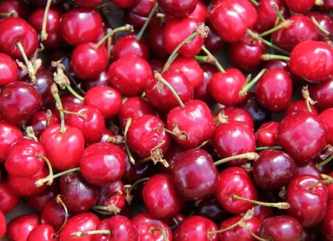 Red Fruit Cherries. Stock Photos