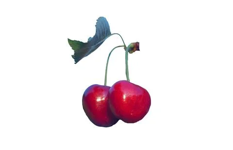 Red fruit on cherry branch on white background Stock Photos