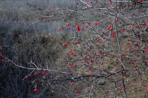 Red fruit of Crataegus monogyna, known as hawthorn or single-seeded hawthorn may Foto stock