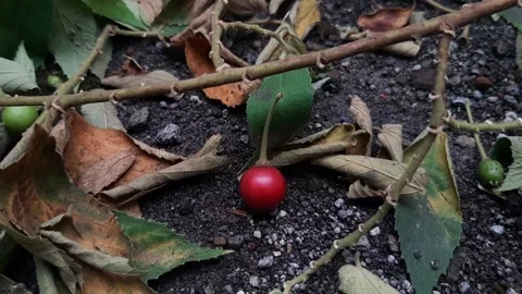 Red Fruit, Dark Forest Stock Footage 237524117