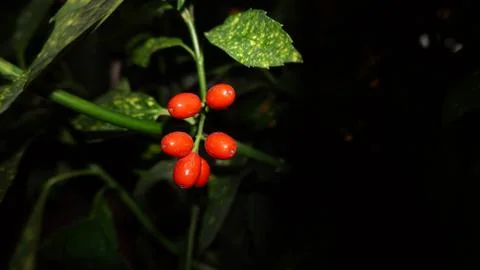 Red fruit in the dark Stock Photos