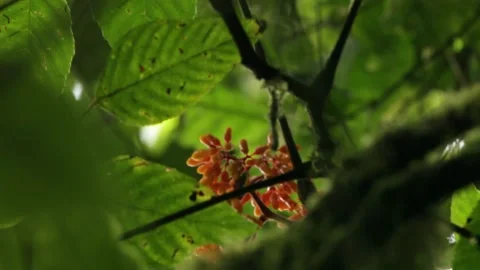 Red fruit in dense forest 스톡 동영상 149123595