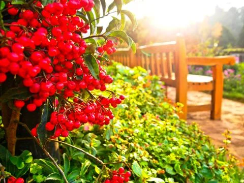 Red fruit in garden Stock Photos