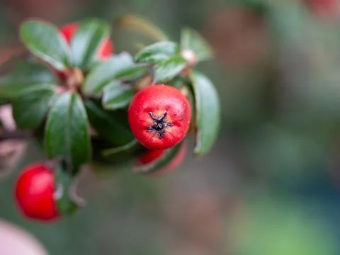 Red fruit with a green stem Stock Photos