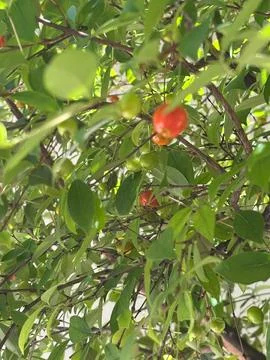 Red fruit on green tree Stock Photos