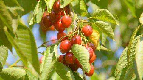 Red fruit hanging from a bush Vídeos de archivo 124079157