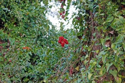 Red fruit hung on a tree Stock Photos
