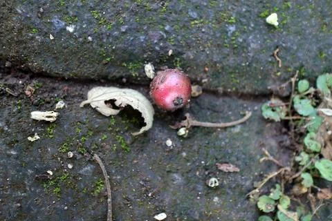 Red Fruit on Mossy Stone Surface 스톡 사진