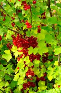 Red fruit Stock Photos